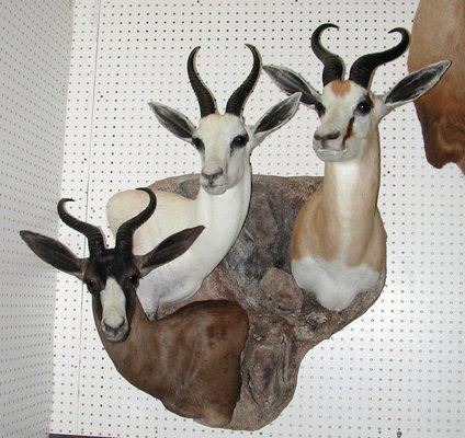 American Wild Life Taxidermy