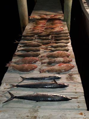 Kings, grouper, snapper