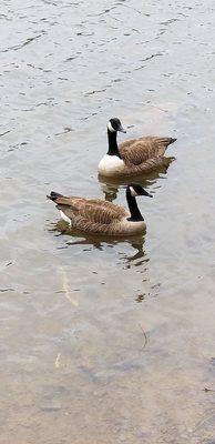 Geese 3.27.21