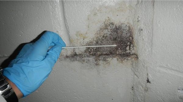 Mold Inspection Waukegan IL