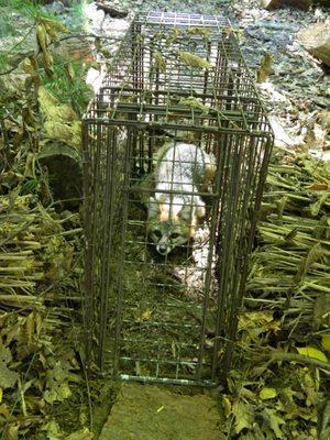 Humane Live cage trapping using Comstock Cage Traps, nice gray fox