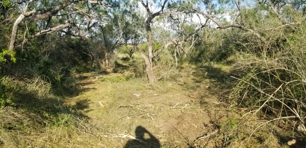 More land clearing