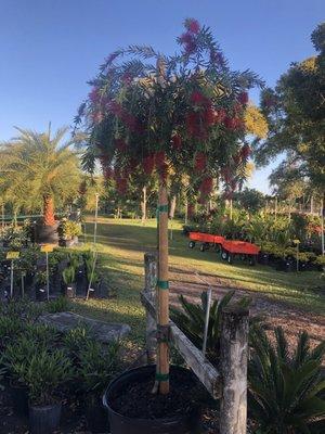 Gulf Breeze's Weeping Bottle Brush priced at $271.00