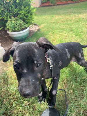 Rescue pup with a horrible skin infection...