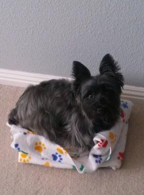 Kuro looking sweet and ready for a nap after his grooming.