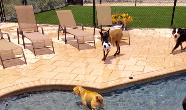 No resort is complete without a pool and places to lounge