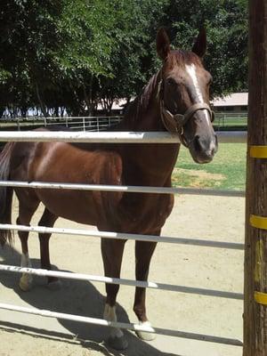 Heatseeker, the meanest stallion at the farm. That's the closest I got to him. Be careful he might take a flesh out of you.