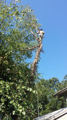 Tree removal