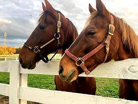 Thunder Ridge Farm