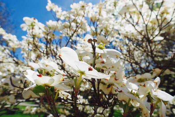 Trees in bloom on the campus of the Flaget Center.