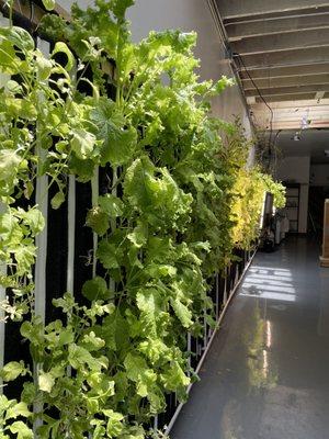 Wall of Aquaponics!