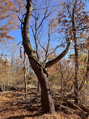 Greenbelt Nature Center