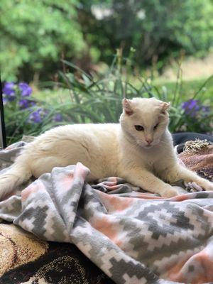 Our hospital cat, Captain Cornelius!