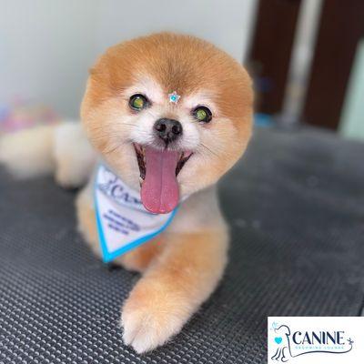 Peanut the Pom.