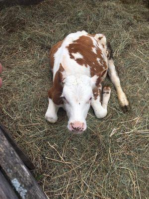 Baby cow