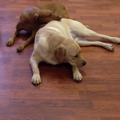 Relaxing at doggy daycare at Pet Spas & Suites.