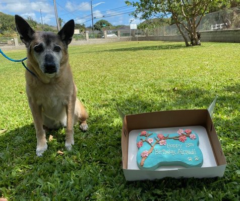 Airmid's 13th Birthday  (She's 14.5 Today)