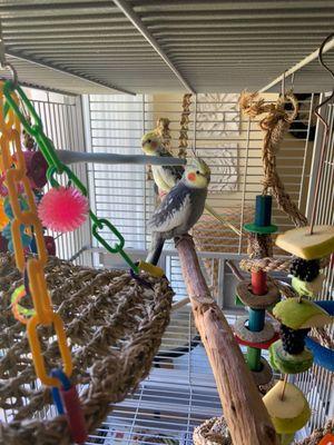 My cockatiels love their new King's Cage