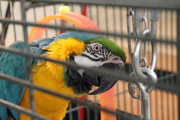 The store parrot.