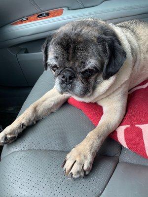 Falling asleep in the car before we leave the parking lot