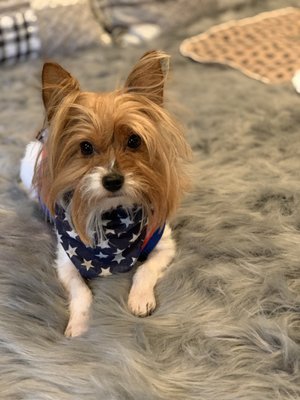 Marley loving his new Paws blanket.