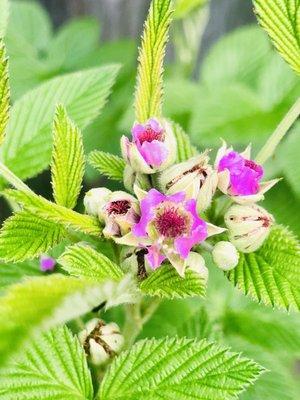 Soon to be fresh Raspberries.