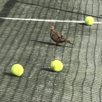 Birds on my court learning tennis