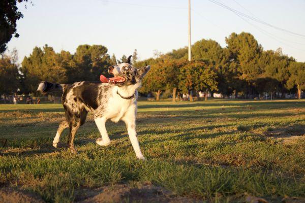 Evolution Canine Academy