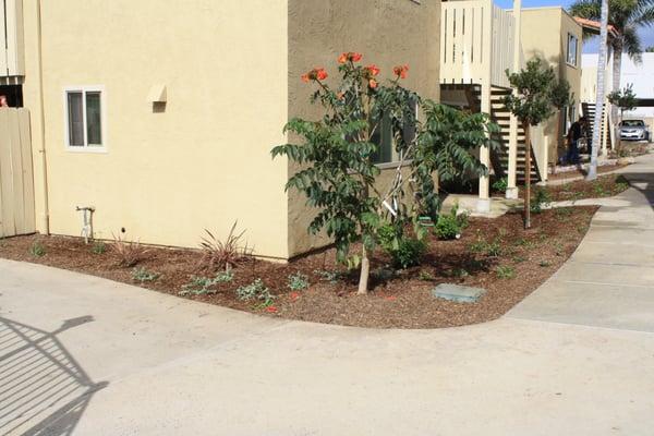 Apartment Renovation- Landscape completed around African Tulip Tree