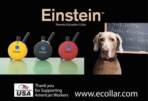 Your dog could be an Einstein too.