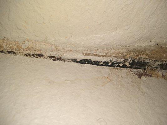 Toxic black mold