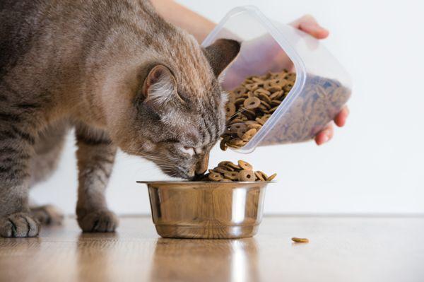 This cat is ready to eat! Our care care includes water and food, meds if needed, litter cleaning, and playtime and attention if desired!