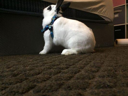 My friends bunny