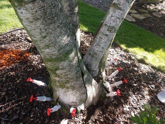 Birch tree injection to ward off bronze birch borer