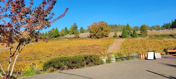 Parking lot overlooking their vineyard