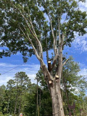 Atlanta's Best Tree & Stump Removal