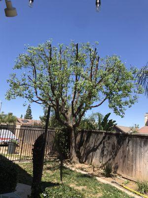 Tree trimming