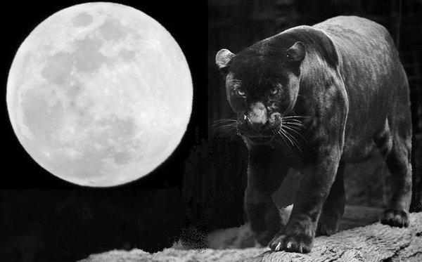 Black Jaguar Sky Shamanic Healing