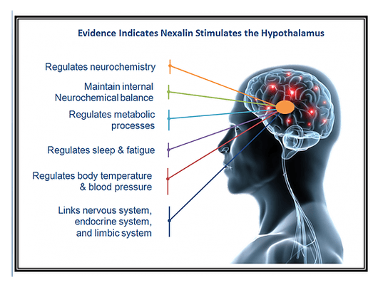 Evidence Indicates Nexalin Stimulates the Hypothalamus