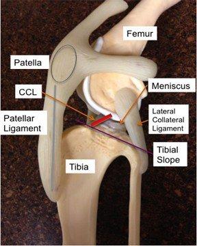 The TPLO surgery for dogs is the best option for repairing your dogs injured knee.  We perform this surgery daily.