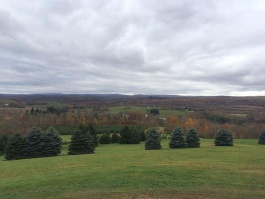 A view from the tower at Penn's Scenic View.