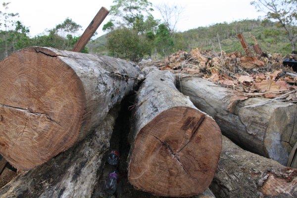 we are sourcing for this years harvest, these are 100' long dalbergia logs, what would you make?