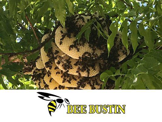 bee hive in tree