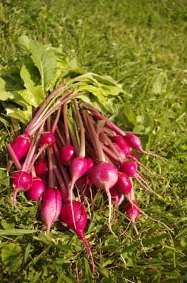 Red Salad turnips