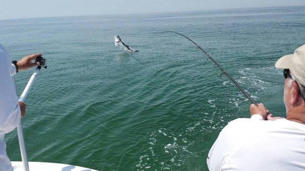 Summer Tarpon