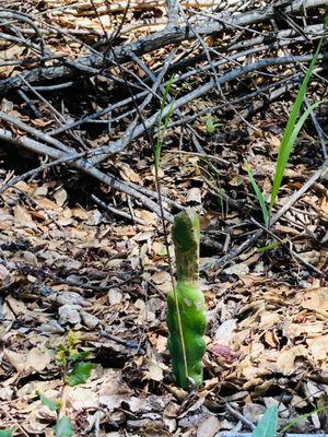 Crystal Springs Regional Trail