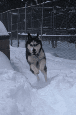 Kats romping around the snow.