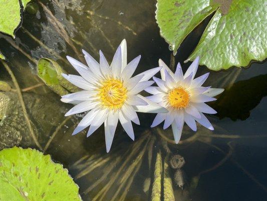 Light blue water lily