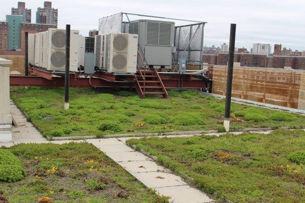 green roof in harlem