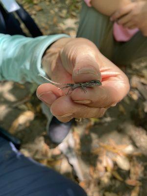 A baby lizard  that Marissa found!